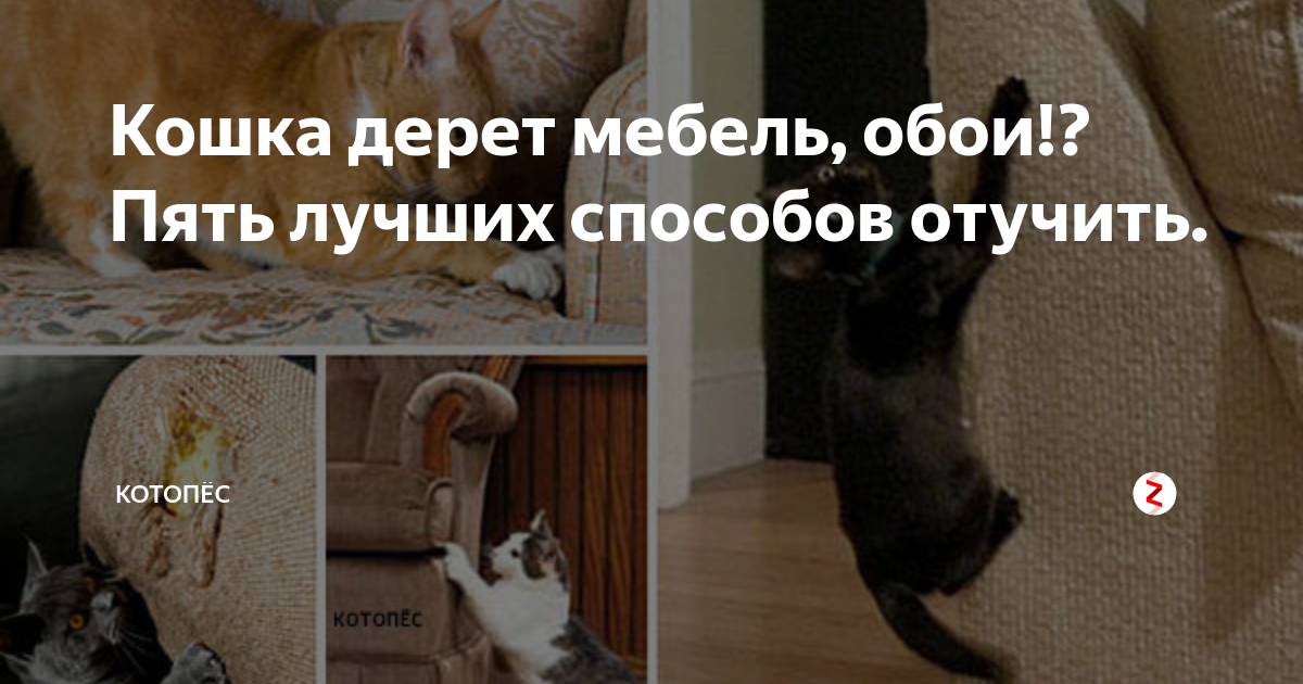 10 способов отучить кошку драть обои и мебель | звери дома