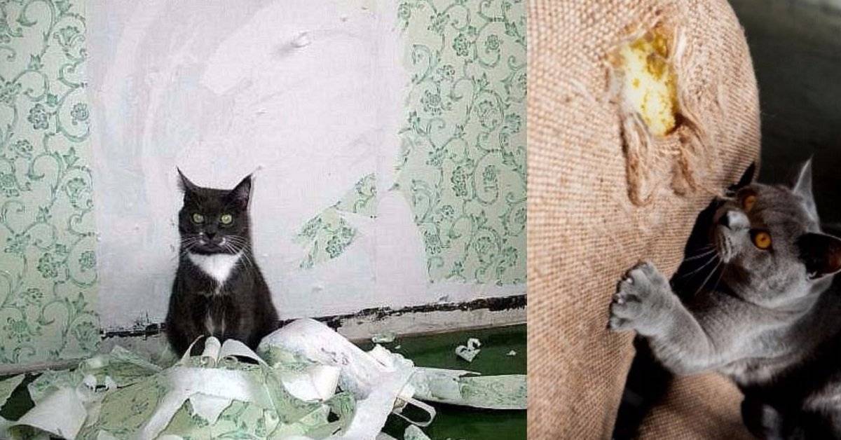 Как отучить кошку от вредных привычек - всё о кошках и котах