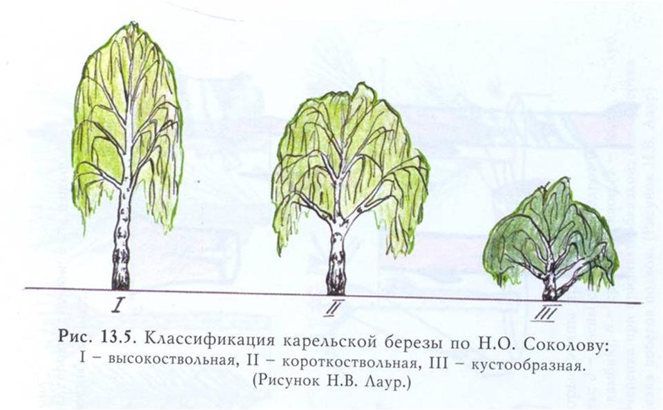 Карельская береза рисунок